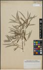 Foto von Salix viminalis L.